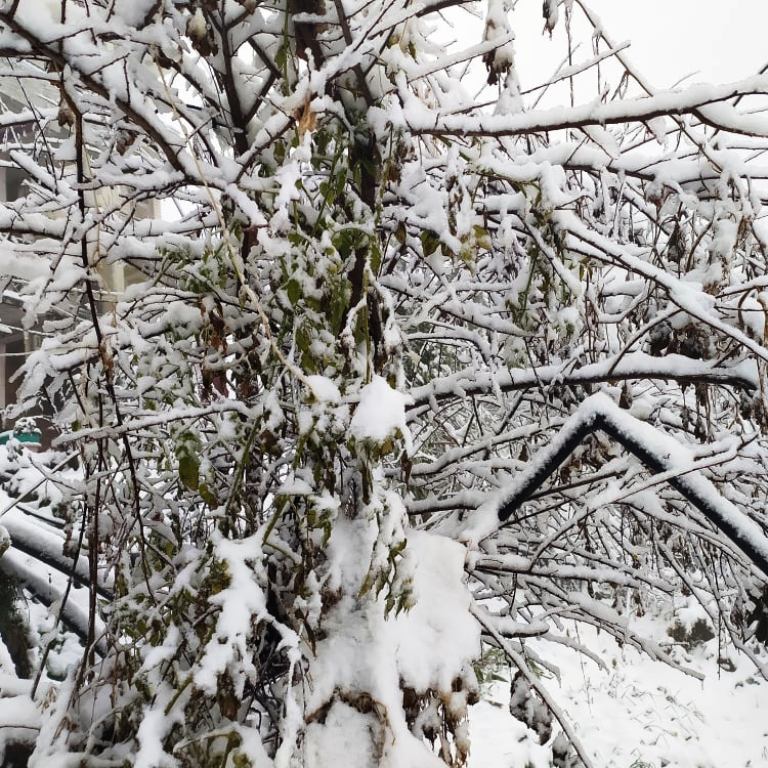 दार्चुला सहित सुदूरपश्चिमका उच्च पडाडी क्षेत्रमा हिमपात, जनजीवन प्रभावित