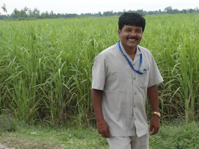 तराई मधेशमा उँखु खेतीका उन्नत प्रविधि चुनौतीहरु तथा उपायहरु