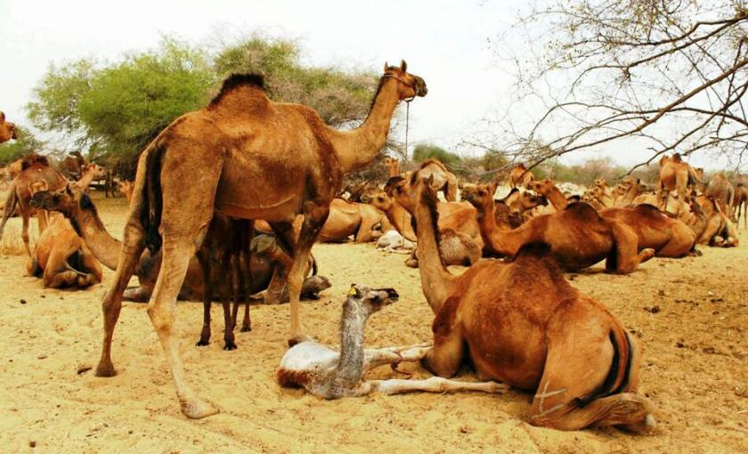 अष्ट्रेलियाले किन हजारौं उँटहरुलाई मार्ने निर्णय गर्याे, पानीकाे अभाव मुख्य कारण