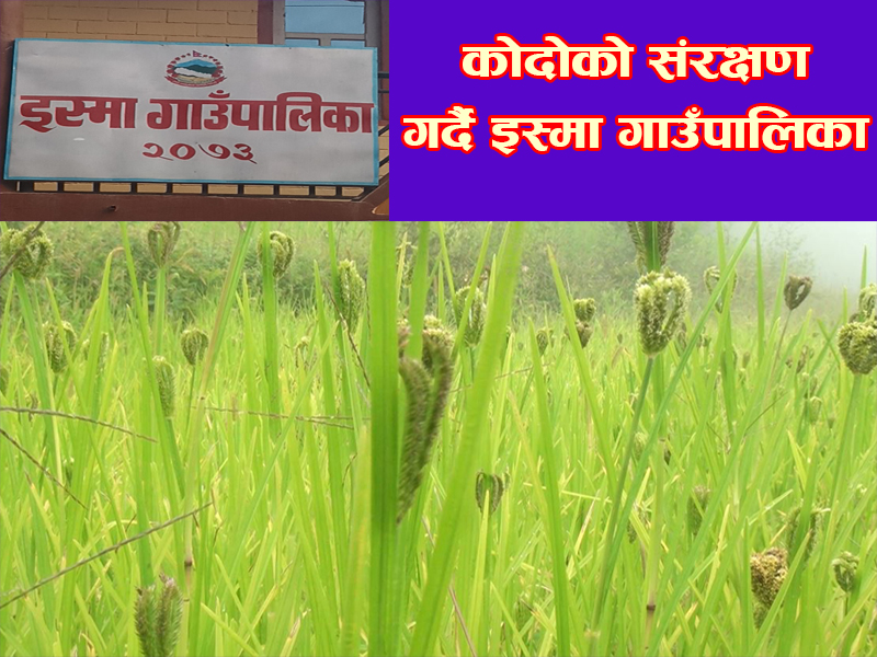 कोदोको संरक्षण गर्दै इस्मा गाउँपालिका, सहकारी मार्फत बजारीकरण