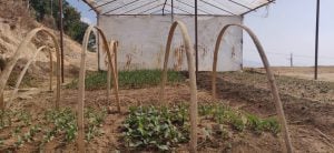 हेलम्बुका विद्यालयमा करेसाबारी