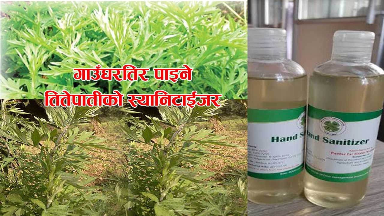 नेपालमै बन्यो तितेपातीको स्यानिटाइजर