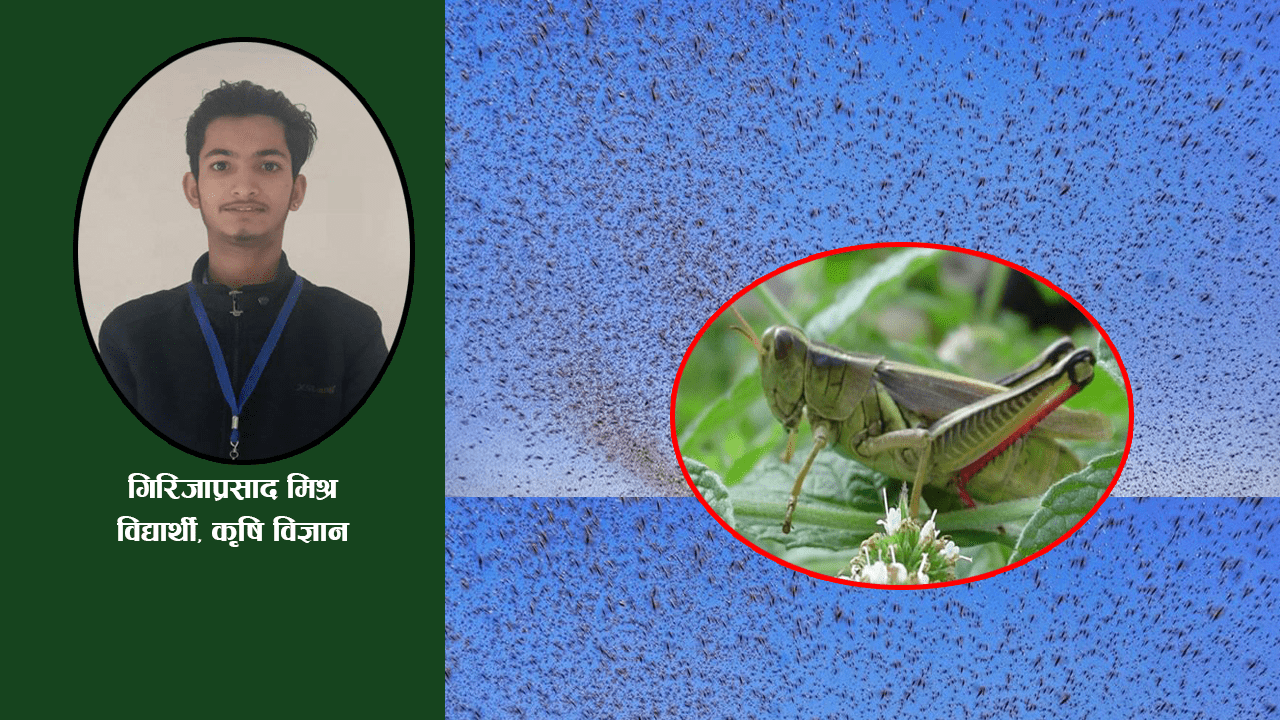 सलह किराको परिचय र व्यवस्थापन