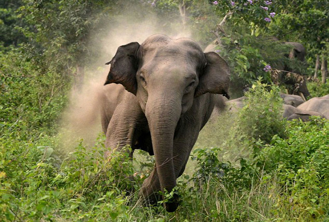 रौतहटमा जंगली हात्तीको आतंक, दर्जन घरमा क्षती गरेपछि स्थानिय आतंकित