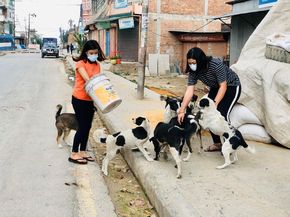 मध्यपुर थिमिमा सडक कुकुरलाई भोजन, ३८ दिन वेलफेयर आफ्नै खर्चमा
