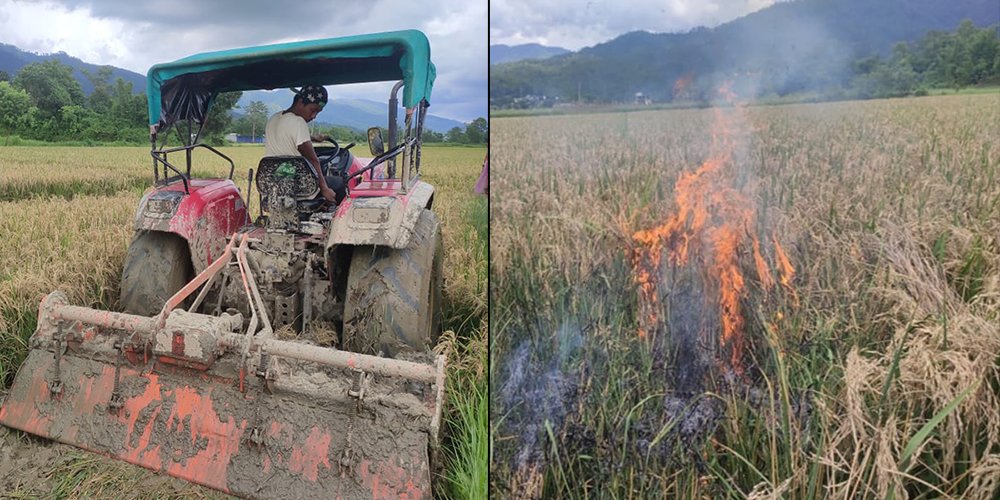 फल्ने बेलाको धानमा ट्याक्टर र आगो लगाउन किसान बाध्य