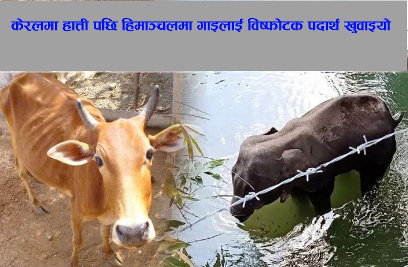 भारतको केरलमा हात्ती पछि हिमाञ्चलमा गर्भवती गाईलाई विष्फोटक पदार्थ खुवाइयो
