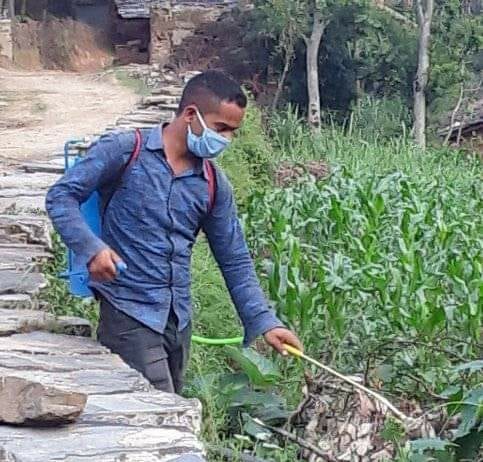 मकैबालीमा किटनासक औषधि छर्किदै शैल्यशिखर नगरपालिकाका प्राविधिक 