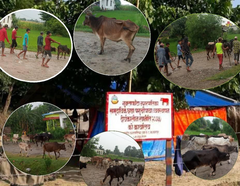 वनका अध्यक्ष माथि नै सांघातिक आक्रमण भएकाे भन्दै छाडा पशु चाैपाया नगरपालिकालाइ बुझाउदै स्थानीय