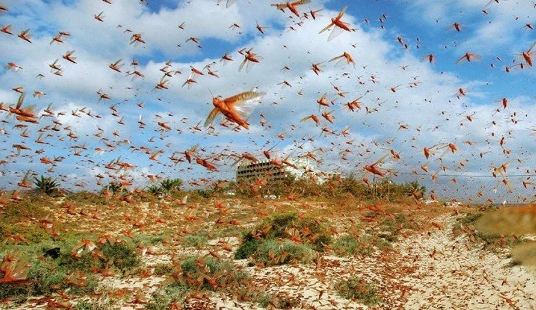 जुम्लामा सलह देखिएपछि प्रतिकार्य योजना बन्दै