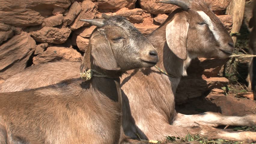 अज्ञात रोगले बाख्रा मर्न थाले, गाउँपालिकाले कुनै पहल नगरकोमा किसान चिन्तित