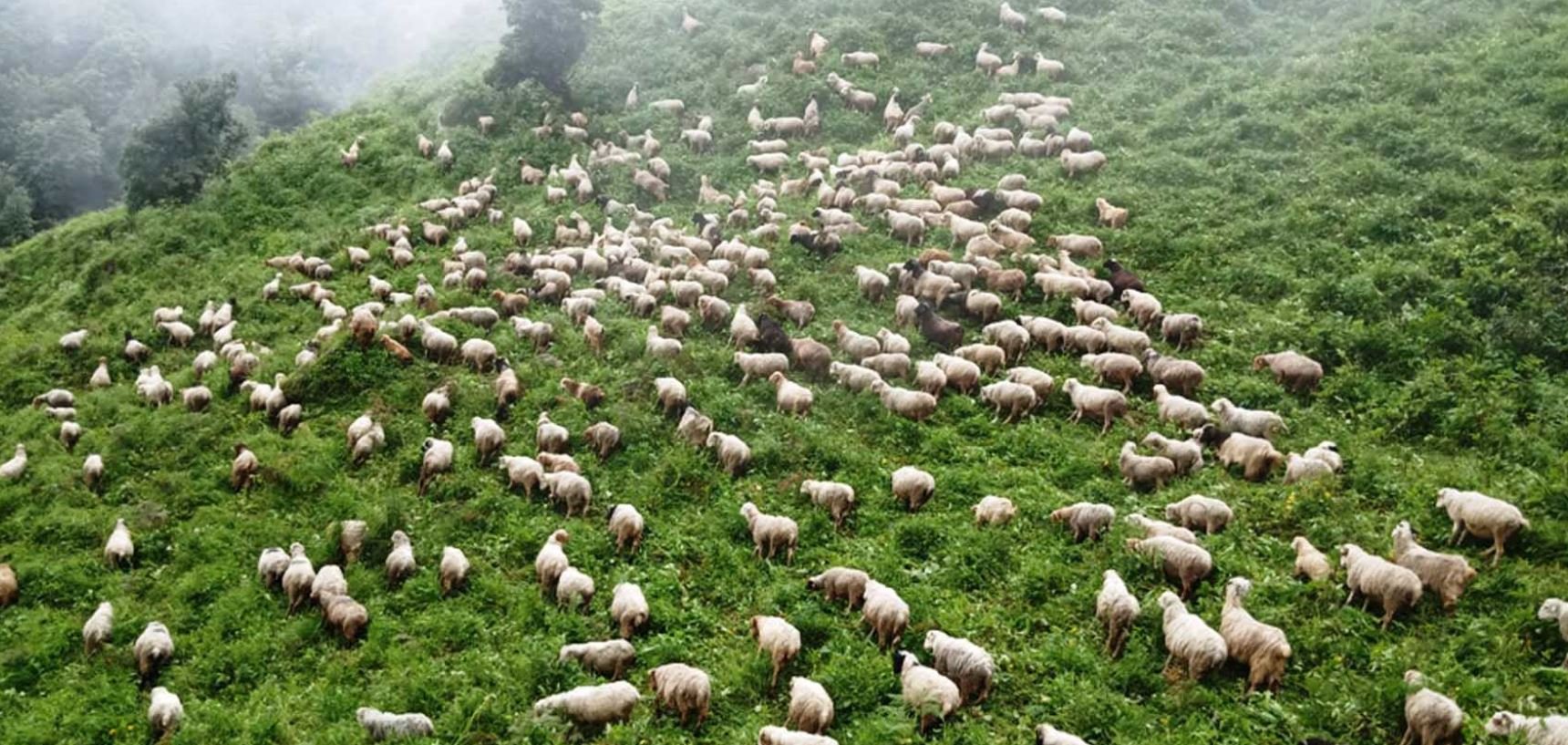 भेडासँग जीवन विताएका मनबहादुरको अमेरिका जाने मन