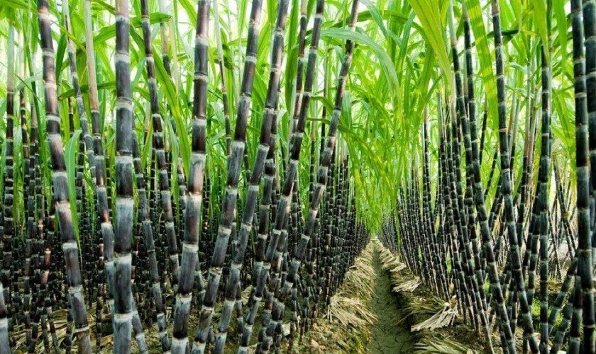 उखु किसानले अझै पाएनन् २४ करोड