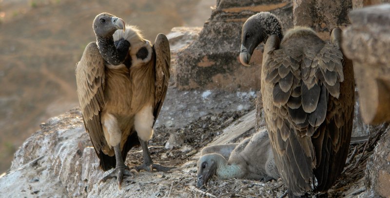 प्रदूषण नियन्त्रणको सारथी गिद्ध, ‘डाइक्लोफेनेक’को प्रयोगमा प्रतिबन्धसँगै सङ्ख्यामा वृद्धि