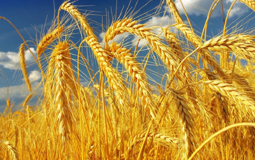 प्रविधिको प्रयोगबाट बिना खनजोत गहुँखेती