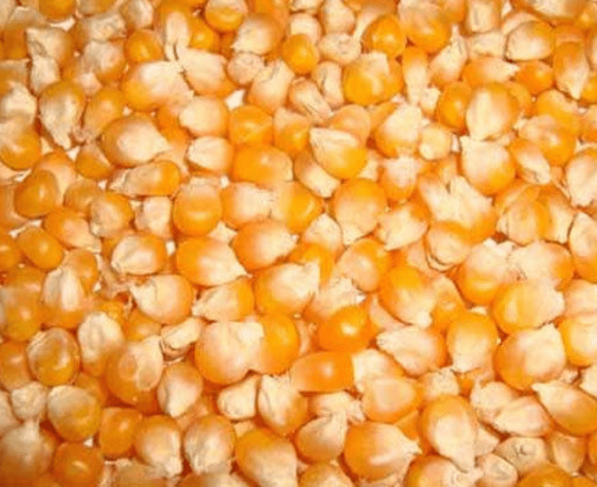 जाजरकोटको मकै देशका ठूला शहरमा