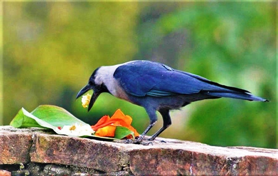 सुदूरपश्चिममा नरहरी पर्व मनाइदै, काग बोलाउने चलन ‘का काैवा का- सेलपुरी खा’