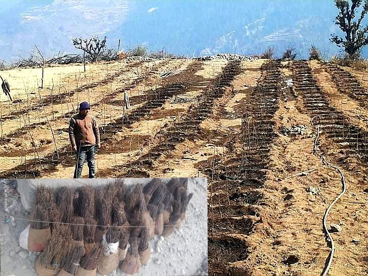 कृषि ज्ञानकेन्द बाजुरा काे अगुवाईमा हिउदे फलफुल राेपीए