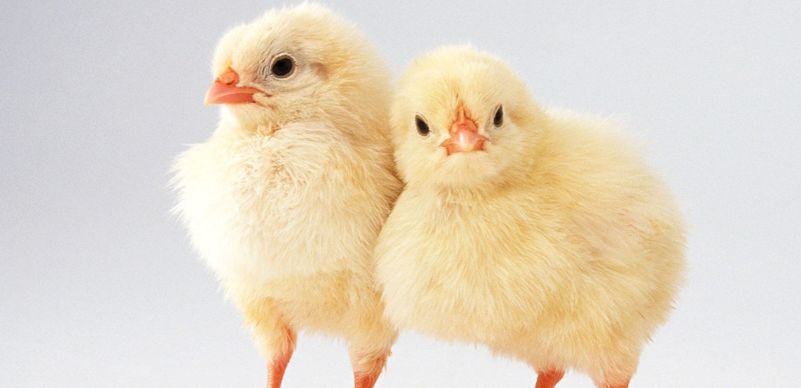 लक्षित वर्गलाई कुखुराका चल्ला