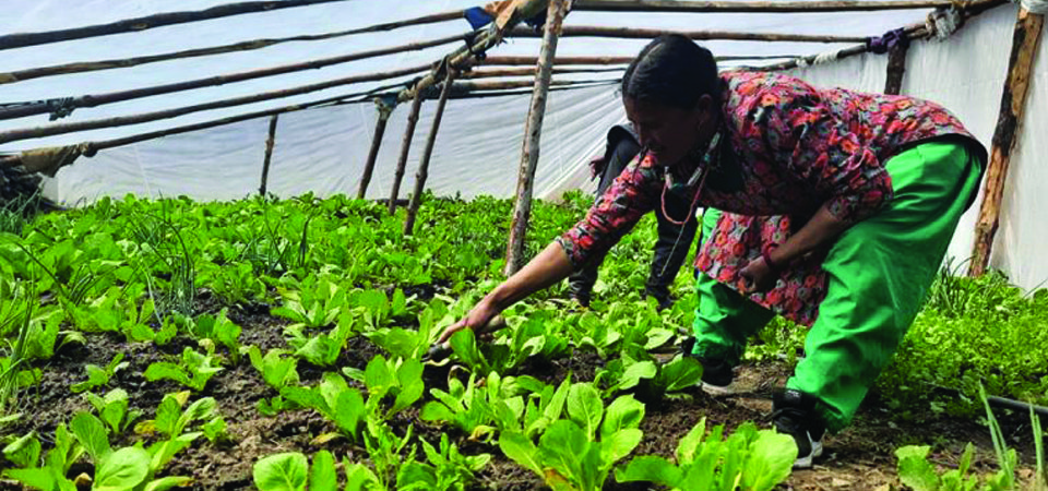 हुम्लाका कृषकको मुख्य आम्दानीको स्रोत तरकारी