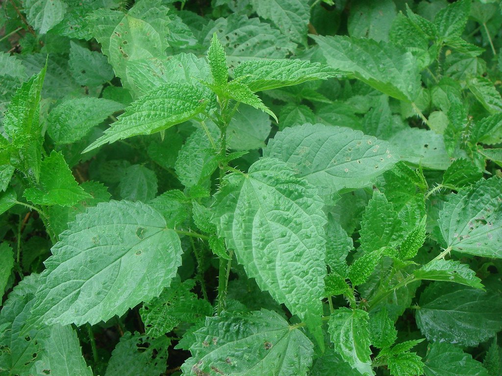 सुदूरपश्चिममा आज देवर–भाउजू, साली–भिनाजु सिस्नु पानी छ्यापेर ठट्टा गर्ने चलन