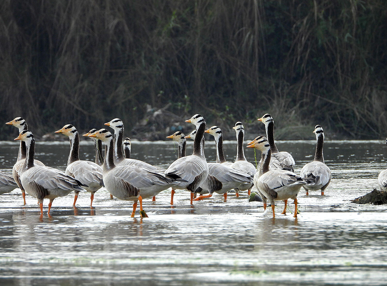 साइबेरियाली बकुल्ला महोत्तरीमा