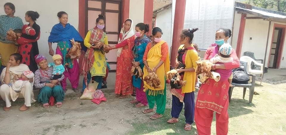 बहुक्षेत्रीय पोषण योजना कार्यक्रम अन्तर्गत चौरजहारी नगरपालिकामा कुखुराका चल्ला वितरण