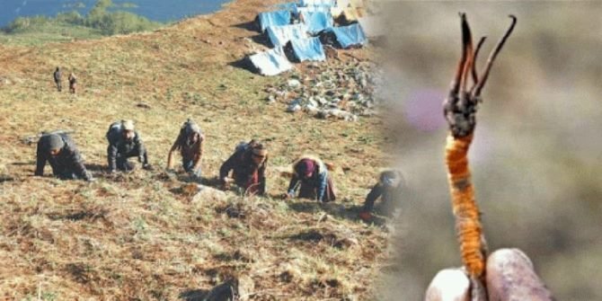 हिमाली यार्सागुम्बा, केहीलाई आय केहीलाई काल बन्दै