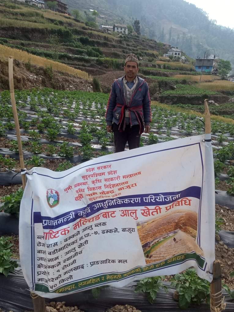 बाजुरामा जंगली बँदेलले आलु बाली खाएर सखाप