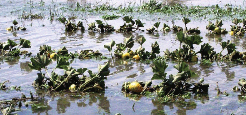 लगातारको वर्षाले तरकारी खेती सखाप