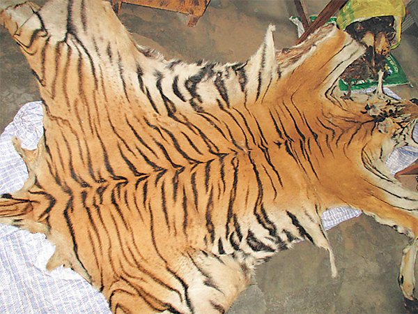 पाटेबाघको छाला र हड्डीसहित ४ जना पक्राउ