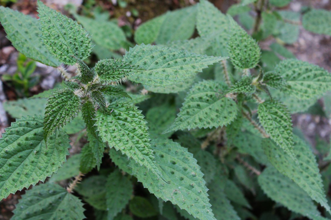 सुदूरपश्चिममा देवर भाउजु तथा साली भिनाजुले सिस्नो लगाएर बिसु पर्व मनाए