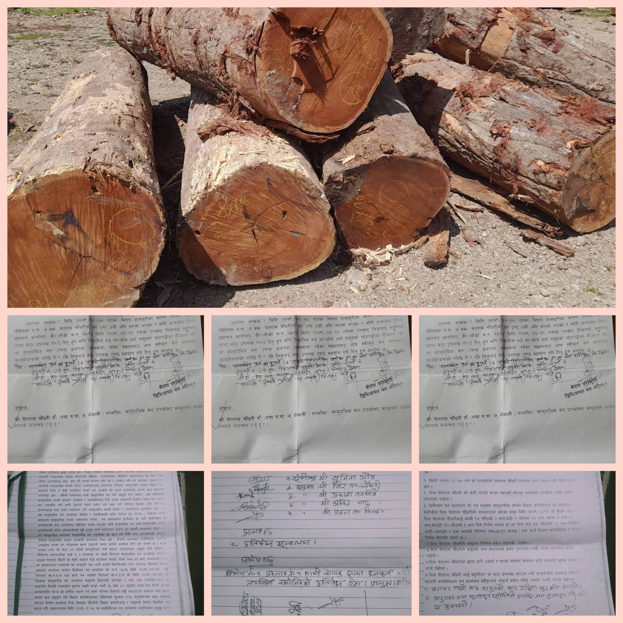 निराजन सामुदायिक वन गौरीगंगामा पद र शक्तिको आडमा मनपरि काठ कटान