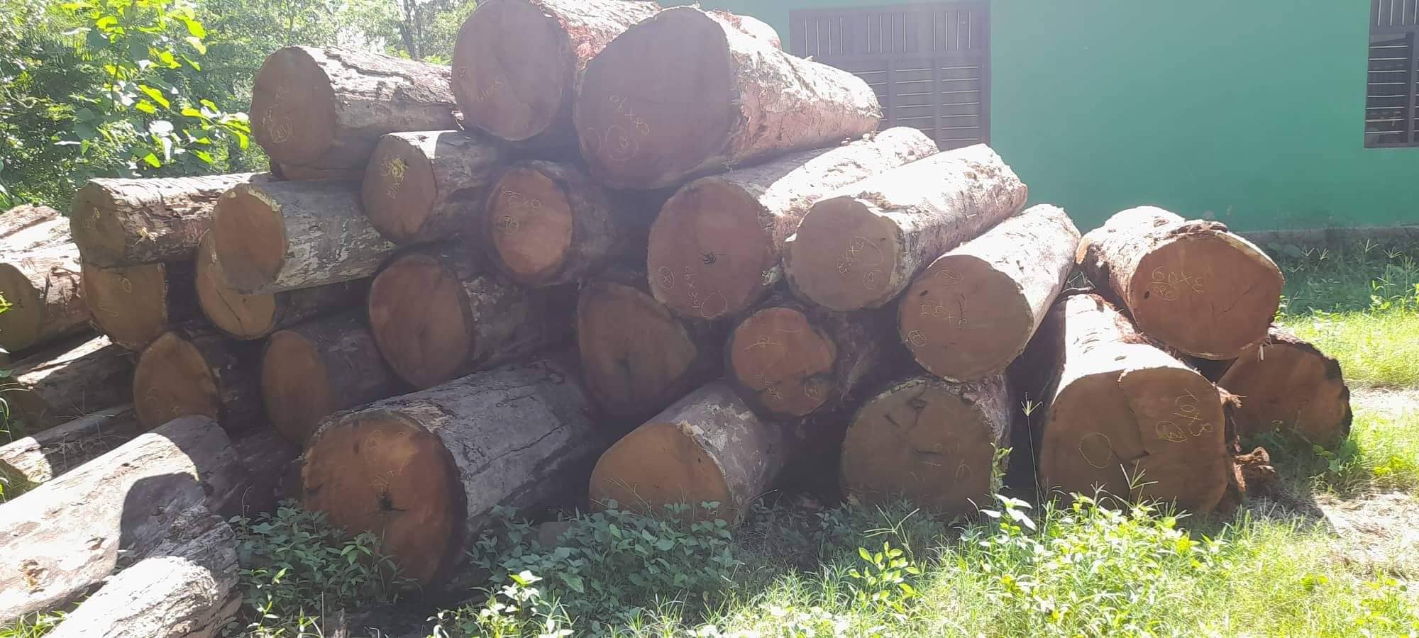 कञ्चनपुरबाट अवैध सालको काठसहित एक जना पक्राउ