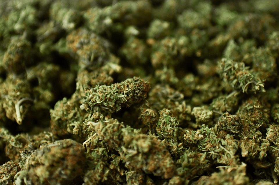 गाजासहित पालुङमा एक युवा पक्राउ