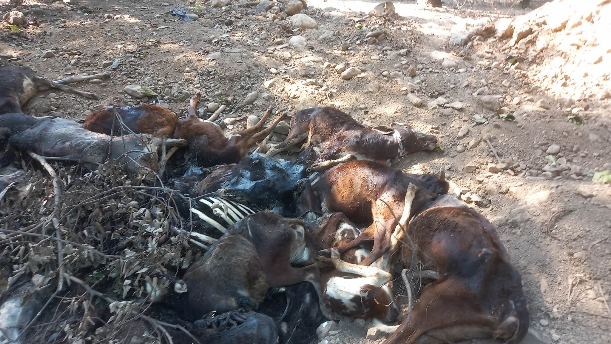 गौरीगंगामा सामुदायिक वनमा व्यवस्थापन गर्ने भन्दै राखिएका गाईगोरु मेरेका भेटिए