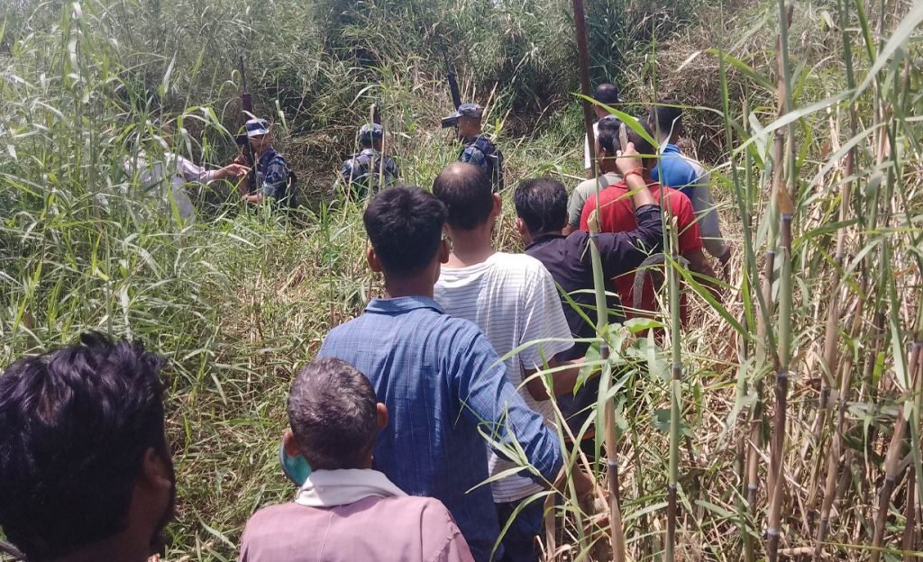 कञ्चनपुरमा घाँस काटिरहेकी महिलालाई बाघले लग्यो, अवस्था अज्ञात, खोजी कार्य जारी