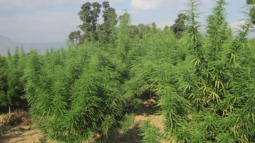 कसरी धान्ला नेपालमा गाँजा खेती ?