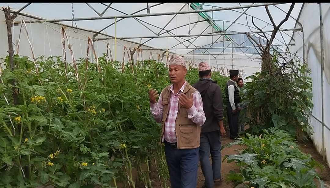 कृषिका कार्यक्रमको अनुगमन, अर्गानिक तरकारीको उत्पादन बढ्दो