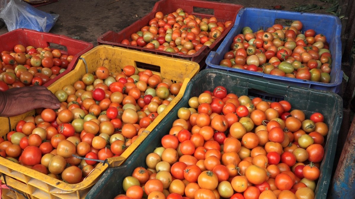 आजको तरकारी मूल्य, गोलभेडा ५०