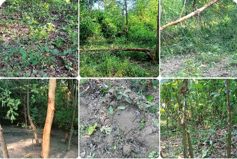 कञ्चनपुरको शुक्लाफाँटा-८ मा हात्तीको वितण्डा, धानवाली समेत सखाप