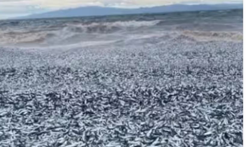 जापानी समुन्द्री तटमा देखिए मरेका लाखौं माछा, खोजबिन हुदैँ