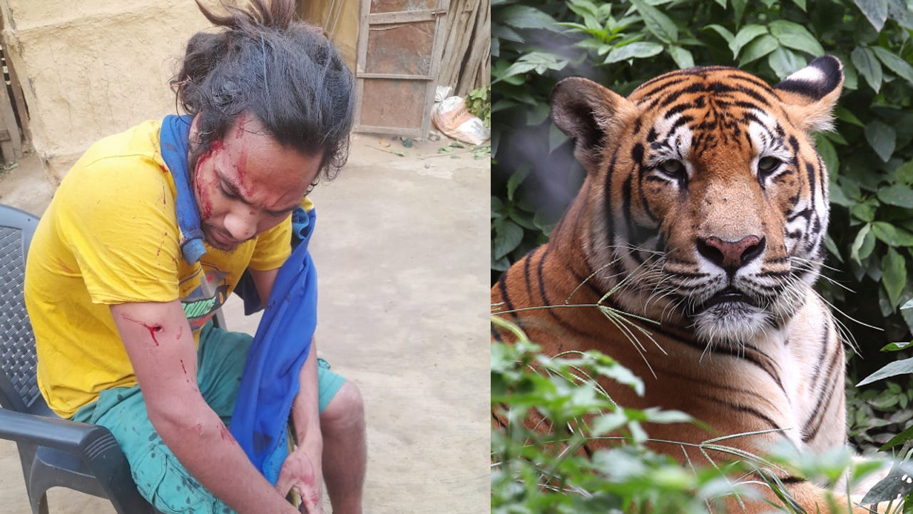 शुक्लाफाँटा–८ मा बाघको आक्रमणबाट २८ बर्षीय रविन्द्र धामी घाईते