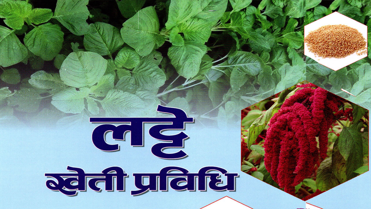 रैथाने बाली “लट्टे” खेती प्रविधि