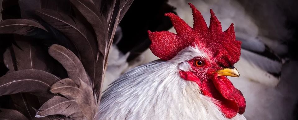 गुजरातको अदालतको फैसाला, ‘कुखुरा पंछी होइन, जनावर हो’