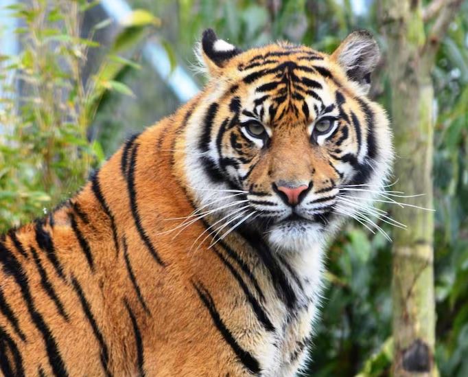 चीनमा धमाधम बाघकाे पिशावकाे बिक्री, कतिमा हुन्छ त कारोबार, जान्नुहोस्