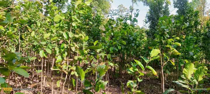 सामुदायिक वन संरक्षणका लागि बैजनाथ वन उपभोक्ता समूहद्वारा विशेष कार्यक्रम